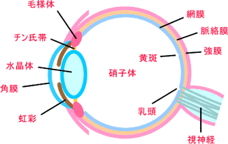 眼球説明図